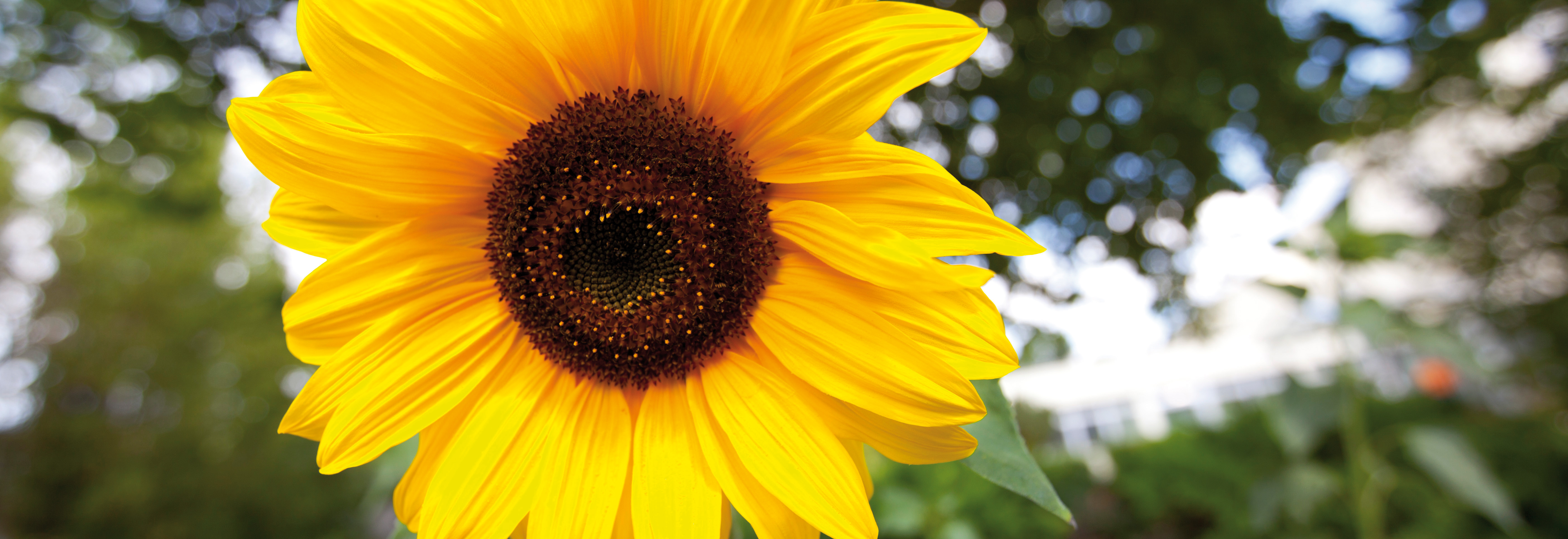 Nahaufnahme einer leuchtend gelben Sonnenblume mit braunem Zentrum vor unscharfem Hintergrund aus Bäumen und Himmel