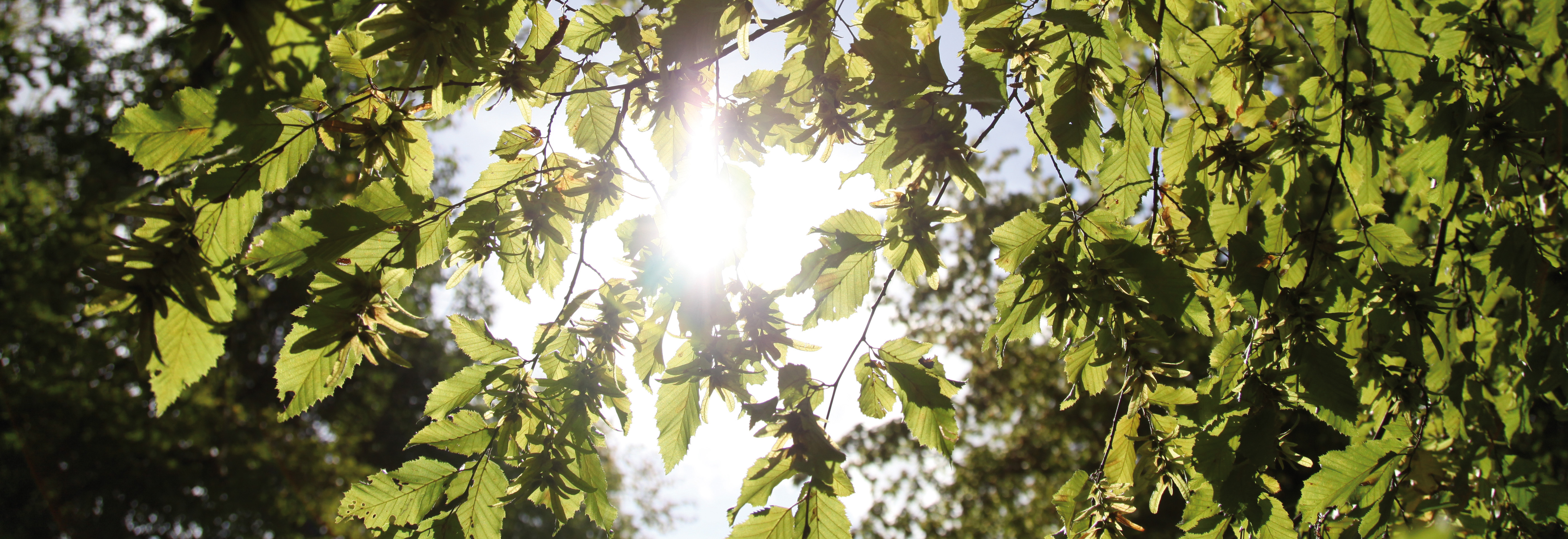 Sonnenlicht scheint durch grüne Blätter an Baumzweigen